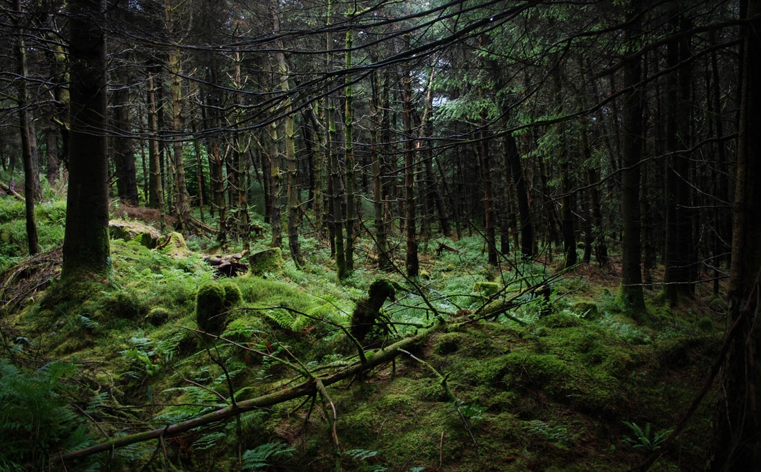 Spruce trees, Iain Robinson, forest